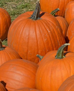 Pumpkin Patch Annual Report 2012