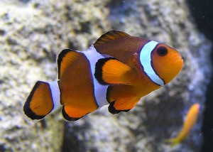 Aquarium of the Pacific