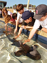 shark lagoon