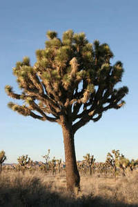 Joshua Tree