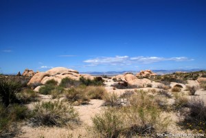 Joshua tree national park