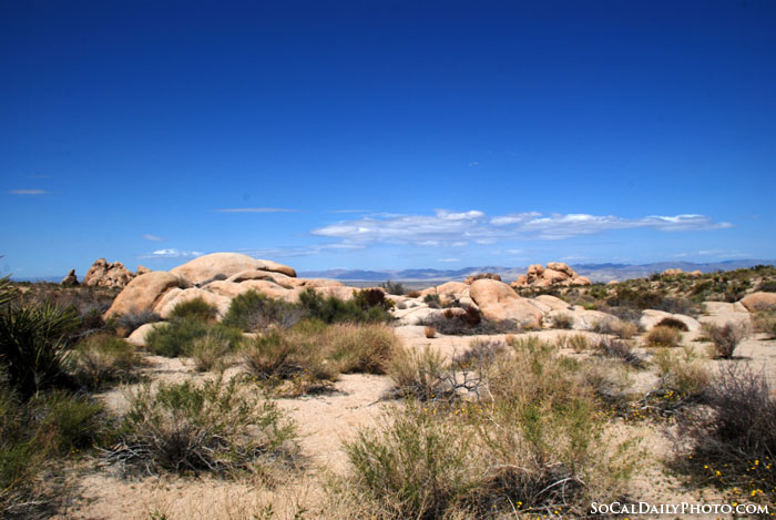 Jushua tree national park